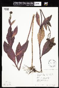 Helianthus pauciflorus subsp. subrhomboideus image