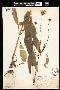 Helianthus pauciflorus subsp. subrhomboideus image