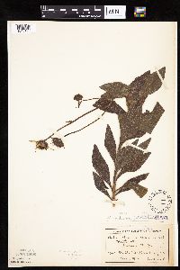 Helianthus pauciflorus subsp. subrhomboideus image