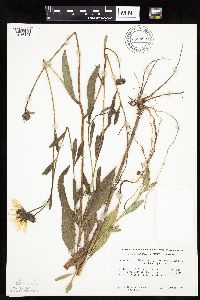 Helianthus pauciflorus subsp. subrhomboideus image