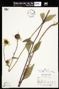 Helianthus pauciflorus subsp. subrhomboideus image