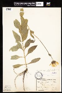 Helianthus pauciflorus subsp. subrhomboideus image