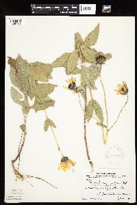 Helianthus pauciflorus subsp. subrhomboideus image