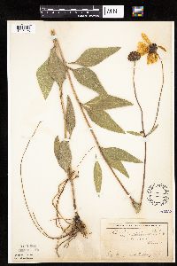 Helianthus pauciflorus subsp. subrhomboideus image