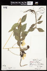 Helianthus pauciflorus subsp. subrhomboideus image