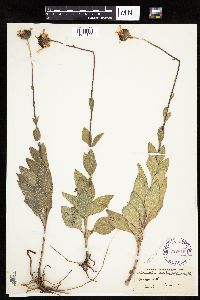 Helianthus pauciflorus subsp. subrhomboideus image