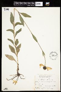 Helianthus pauciflorus subsp. subrhomboideus image
