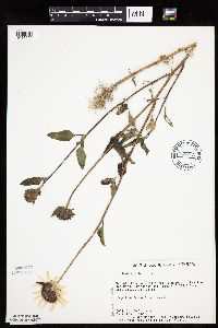 Helianthus petiolaris image