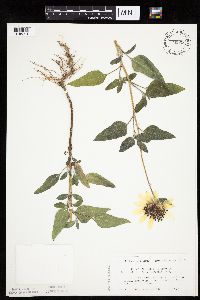 Helianthus petiolaris image