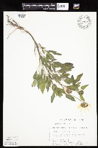 Helianthus petiolaris image