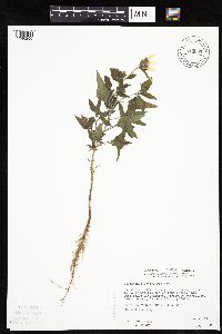 Helianthus petiolaris image