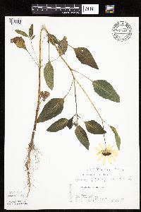 Helianthus petiolaris image