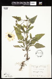 Helianthus petiolaris image