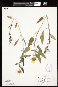 Helianthus petiolaris image