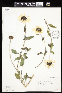 Helianthus petiolaris image