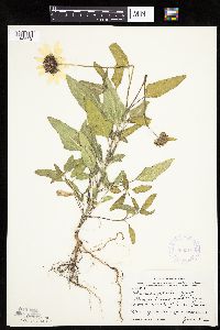 Helianthus petiolaris image