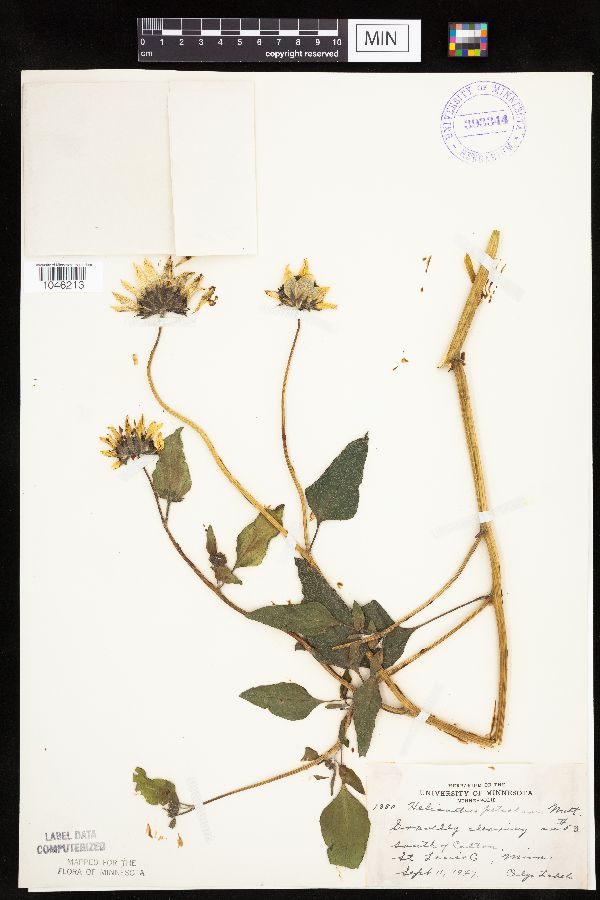 Helianthus petiolaris subsp. petiolaris image