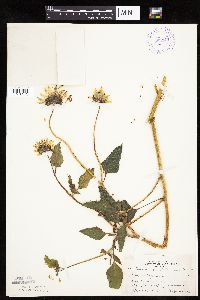 Helianthus petiolaris image