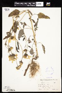 Helianthus petiolaris image
