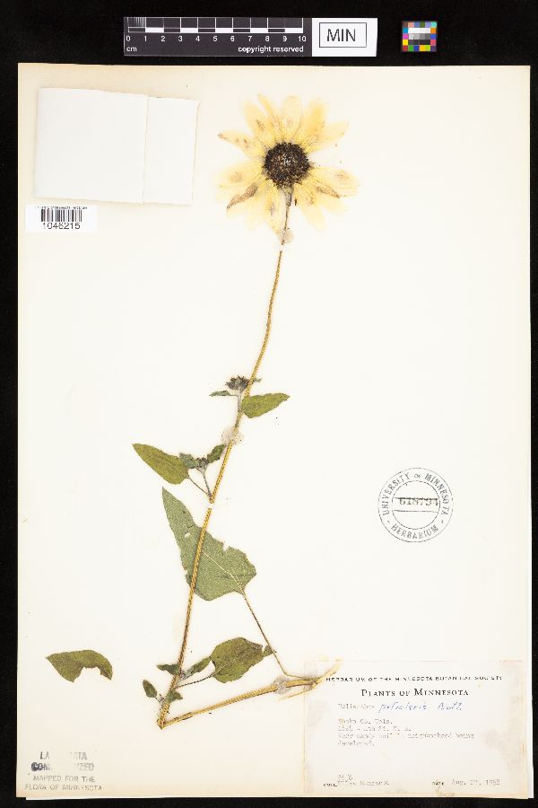 Helianthus petiolaris image