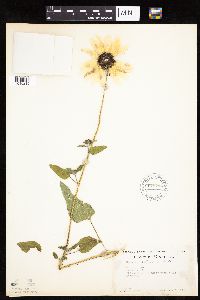 Helianthus petiolaris subsp. petiolaris image