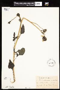 Helianthus petiolaris image