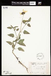 Helianthus petiolaris image