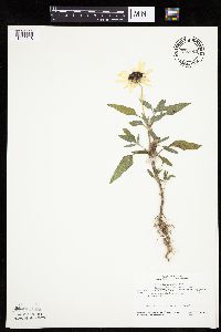 Helianthus petiolaris image