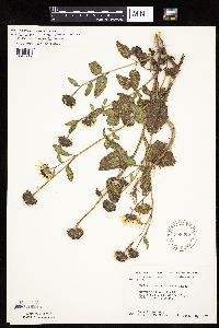Helianthus petiolaris image