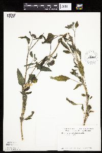 Helianthus petiolaris image