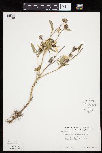 Helianthus petiolaris image