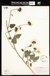 Helianthus petiolaris image