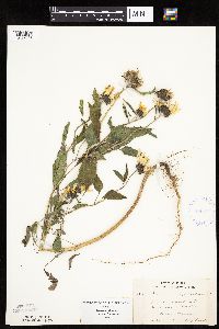 Helianthus petiolaris image
