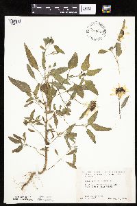 Helianthus petiolaris image