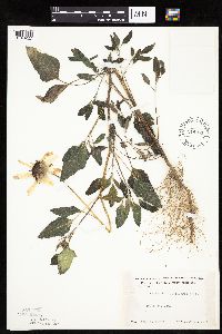 Helianthus petiolaris image