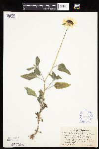 Helianthus petiolaris image