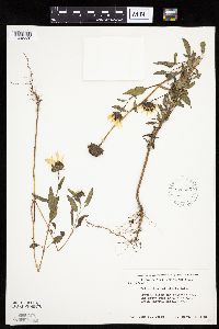 Helianthus petiolaris image