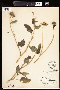 Helianthus petiolaris image