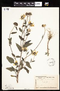 Helianthus petiolaris image