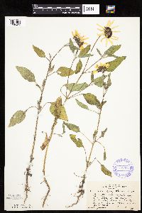 Helianthus petiolaris image