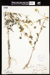 Helianthus petiolaris image
