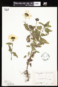 Helianthus petiolaris image