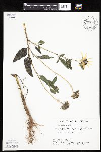 Helianthus petiolaris image