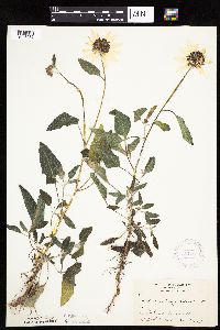 Helianthus petiolaris image