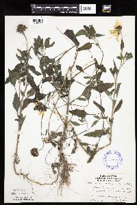 Helianthus petiolaris image