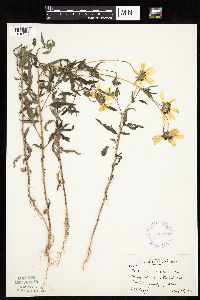 Helianthus petiolaris image