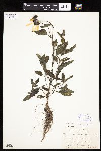 Helianthus petiolaris image