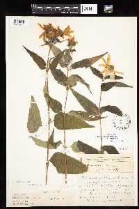 Helianthus hirsutus image