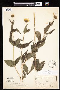 Helianthus hirsutus image