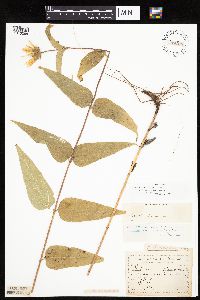 Helianthus hirsutus image